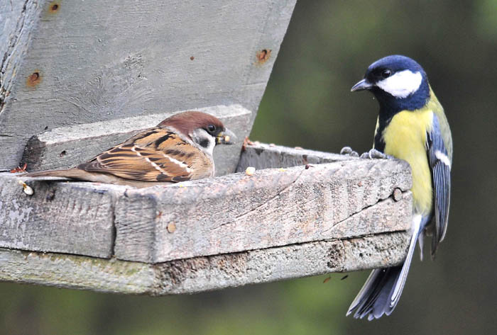 Avifauna humor
